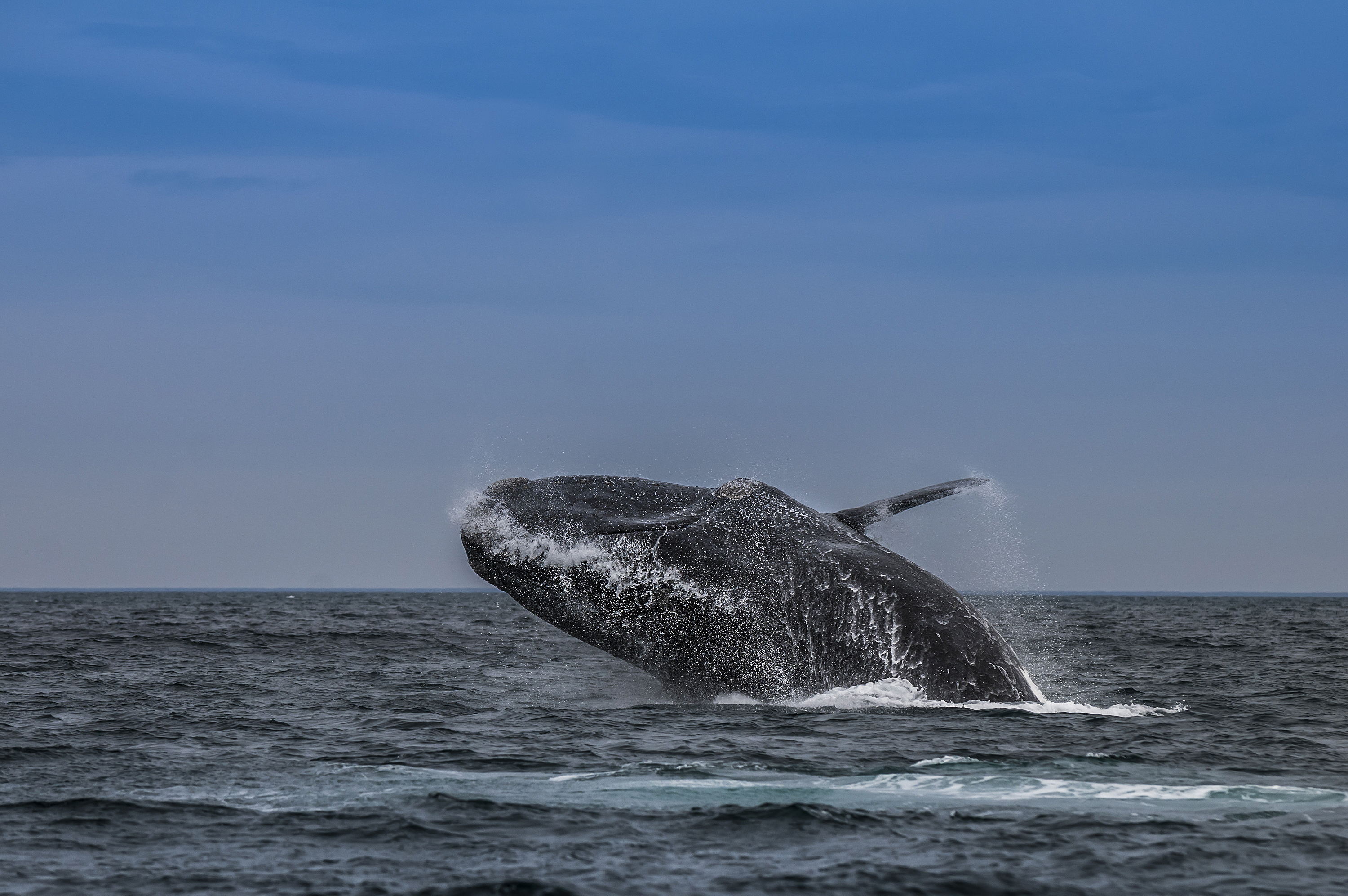 Ballena franca austral